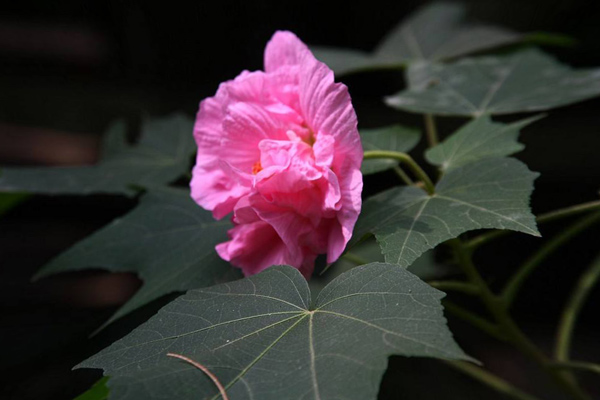 尼日利亚花果蔬菜市场怎么样_非洲海运_旭洲物流